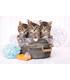 puzzle-lovely-kittens-180-pz