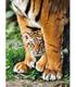 puzzle-tigre-de-bengala-y-su-madre-500-pz