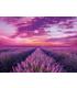 puzzle-hqc-levender-field-1000-pz