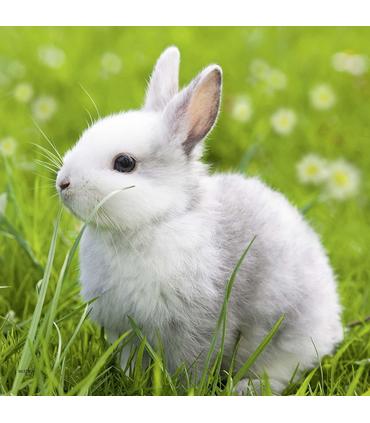 puzzle-conejitos-lindos-3x49-pz