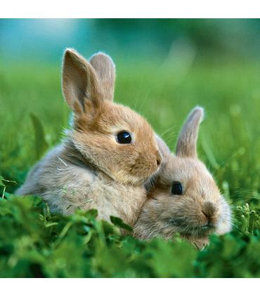 puzzle-conejitos-lindos-3x49-pz