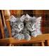 puzzle-kittens-500-pz