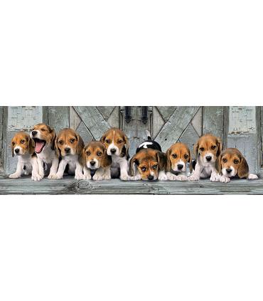 puzzle-pano-beagles-1000-pz