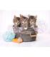 puzzle-kittens-and-soap-500-pz