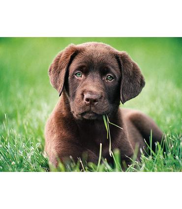 puzzle-perrito-chocolate-500-pz