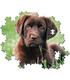 puzzle-perrito-chocolate-500-pz