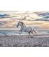 puzzle-caballo-en-la-playa-500-pz