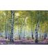 puzzle-bosque-de-abedules-1000-piezas