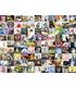 puzzle-99-gatos-1500-pz