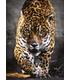puzzle-walk-of-the-jaguar-1000-pz