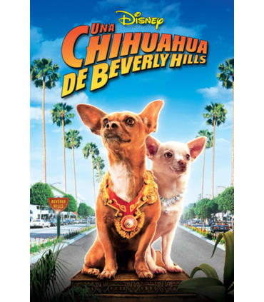 una-chihuahua-en-beverly-hills-reacondicionado