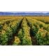 puzzle-campo-de-girasoles-1000-pz