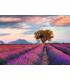 puzzle-campos-de-lavanda-1000-piezas