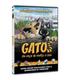 gatos-dvd-reacondicionado