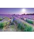 puzzle-bicicleta-en-campo-de-lavanda-1000pz