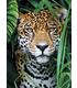 puzzle-el-jaguar-en-la-jungla-500-pz