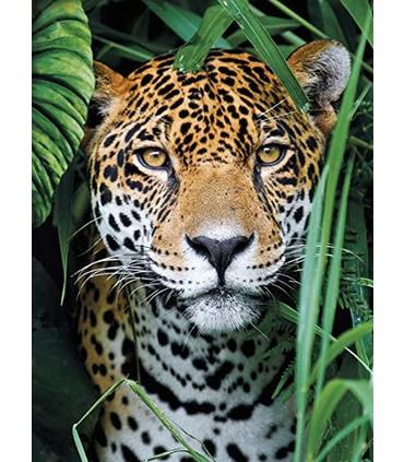 puzzle-el-jaguar-en-la-jungla-500-pz