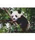 puzzle-oso-panda-500-piezas