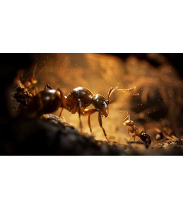 empire-of-the-ants-limited-edition-ps5