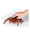 Tarántula Rc