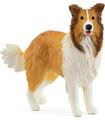 Collie Perro