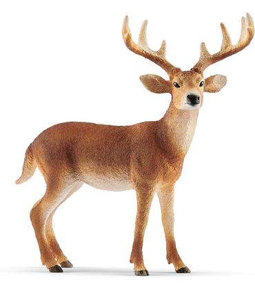 ciervo-de-cola-blanca-macho