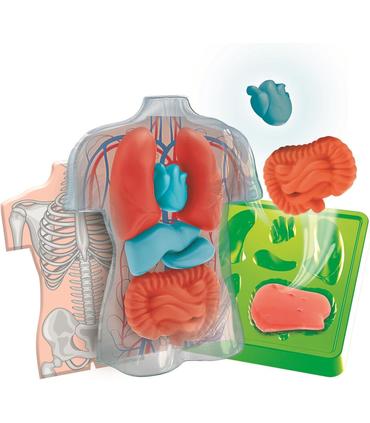 kit-anatomia-squishy-organs