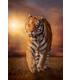 puzzle-1000-cb-tiger