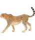 guepardo-hembra