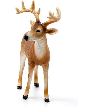 ciervo-de-cola-blanca-macho