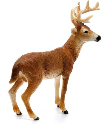 ciervo-de-cola-blanca-macho